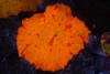 Large Magma Jawbreaker WYSIWYG - SAQ Coral Farm Large Magma Jawbreaker WYSIWYG - SAQ Coral Farm