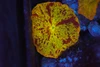 Jawbreaker Disco Mushroom WYSIWYG - SAQ Coral Farm Jawbreaker Disco Mushroom WYSIWYG - SAQ Coral Farm