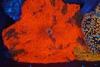 Darth Maul Jawbreaker Disco Mushroom WYSIWYG - SAQ Coral Farm Darth Maul Jawbreaker Disco Mushroom WYSIWYG - SAQ Coral Farm