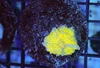 Lightning Ricordea Mushroom WYSIWYG - SAQ Coral Farm Lightning Ricordea Mushroom WYSIWYG - SAQ Coral Farm