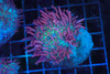 Large Purple Hairy Mushroom WYSIWYG - SAQ Coral Farm Large Purple Hairy Mushroom WYSIWYG - SAQ Coral Farm