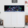 Shallow Reef Pro 2 80 Gallon AIO Aquarium w/ WHITE APS Stand - Innovative Marine Shallow Reef Pro 2 80 Gallon AIO Aquarium w/ WHITE APS Stand - Innovative Marine
