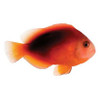 Captive-Bred Fire Large (Amphiprion ephippium) - ORA Captive-Bred Fire Large (Amphiprion ephippium) - ORA