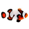 Captive-Bred Mocha Gladiator Small (Amphiprion ocellaris) - ORA Captive-Bred Mocha Gladiator Small (Amphiprion ocellaris) - ORA