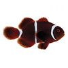 Captive-Bred Gold Stripe Maroon Small (Amphiprion biaculeatus) - ORA Captive-Bred Gold Stripe Maroon Small (Amphiprion biaculeatus) - ORA