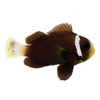Captive-Bred McCullochi (Amphiprion mccullochi) - ORA