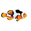 Captive-Bred Picasso (Amphiprion percula) - ORA Captive-Bred Picasso (Amphiprion percula) - ORA