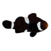 Captive-Bred Misbar Black & White Ocellaris (Amphiprion ocellaris) PAIR - ORA Captive-Bred Misbar Black & White Ocellaris (Amphiprion ocellaris) PAIR - ORA