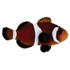 Captive-Bred Caramel Clownfish (Amphiprion ocellaris) PAIR - ORA Captive-Bred Caramel Clownfish (Amphiprion ocellaris) PAIR - ORA