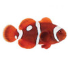 Captive-Bred Gold Dot Maroon (Amphiprion biaculeatus) PAIR - ORA Captive-Bred Gold Dot Maroon (Amphiprion biaculeatus) PAIR - ORA