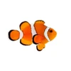 Captive-Bred Stubby Ocellaris (Amphiprion ocellaris) PAIR - ORA Captive-Bred Stubby Ocellaris (Amphiprion ocellaris) PAIR - ORA