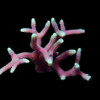 Aquacultured Green tip Pink Birdsnest Coral (Seriatopora sp.) - ORA Chicago