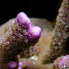 Aquacultured Purple Montipora digitata Coral (Montipora digitata) - ORA