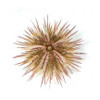 Pincushin Sea Urchin (Lytechinus variegatus) Aquacultured - ORA Chicago
