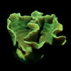 Aquacultured Mint Pavona Coral (Pavona frondifera) - ORA Chicago Aquacultured Mint Pavona Coral (Pavona frondifera) - ORA Chicago