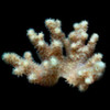 Aquacultured Yellow Polyp Sinularia Finger Leather Coral (Sinularia sp.) - ORA Aquacultured Yellow Polyp Sinularia Finger Leather Coral (Sinularia sp.) - ORA