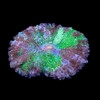 Aquacultured Purple and Green Ricordea Yuma Coral (Ricordea yuma) - ORA