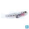 Captive-Bred Tiger Goby (Elacatinus macrodon) - ORA Captive-Bred Tiger Goby (Elacatinus macrodon) - ORA