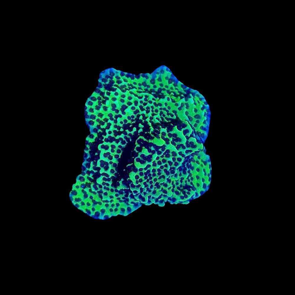 Neon Green Spongodes Montipora Coral (3/4