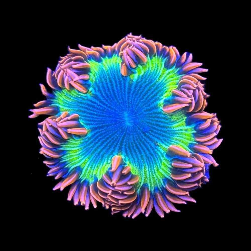 Tropic Fire Rock Flower Anemone SAQ Coral Farm