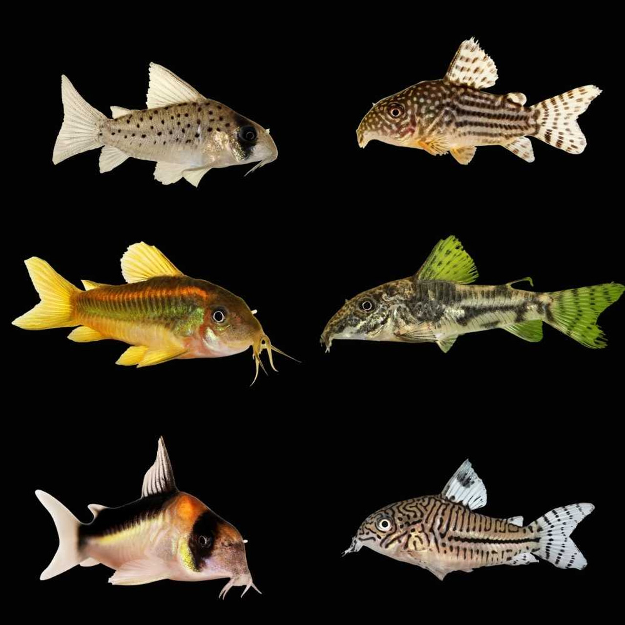 6 Pack) Mystery Cory Catfish (Freshwater) Fish - SAQ Chicago Fish