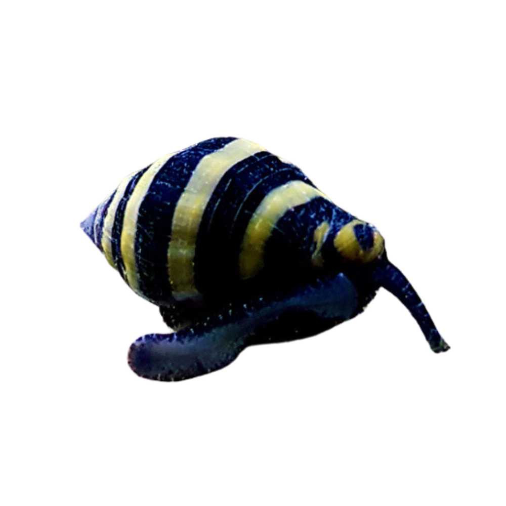 10) Pack Bumble Bee Snail (Engina mendicaria) - Cleanup Crew - SaltwaterAquarium.com 10) Pack Bumble Bee Snail (Engina mendicaria) - Cleanup Crew - SaltwaterAquarium.com