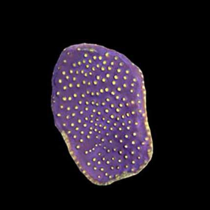 Aquacultured Marshall Island Purple & Yellow Scroll Coral