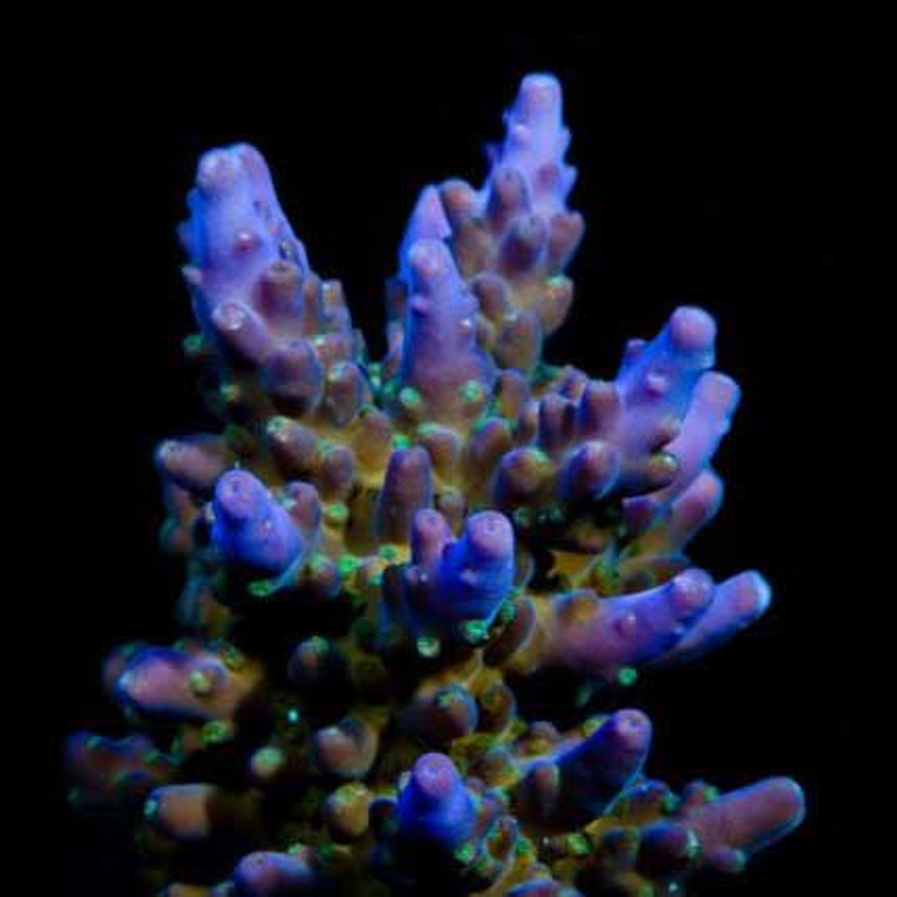 Aquacultured Marshall Island Purple & Green Acro Coral (Acropora