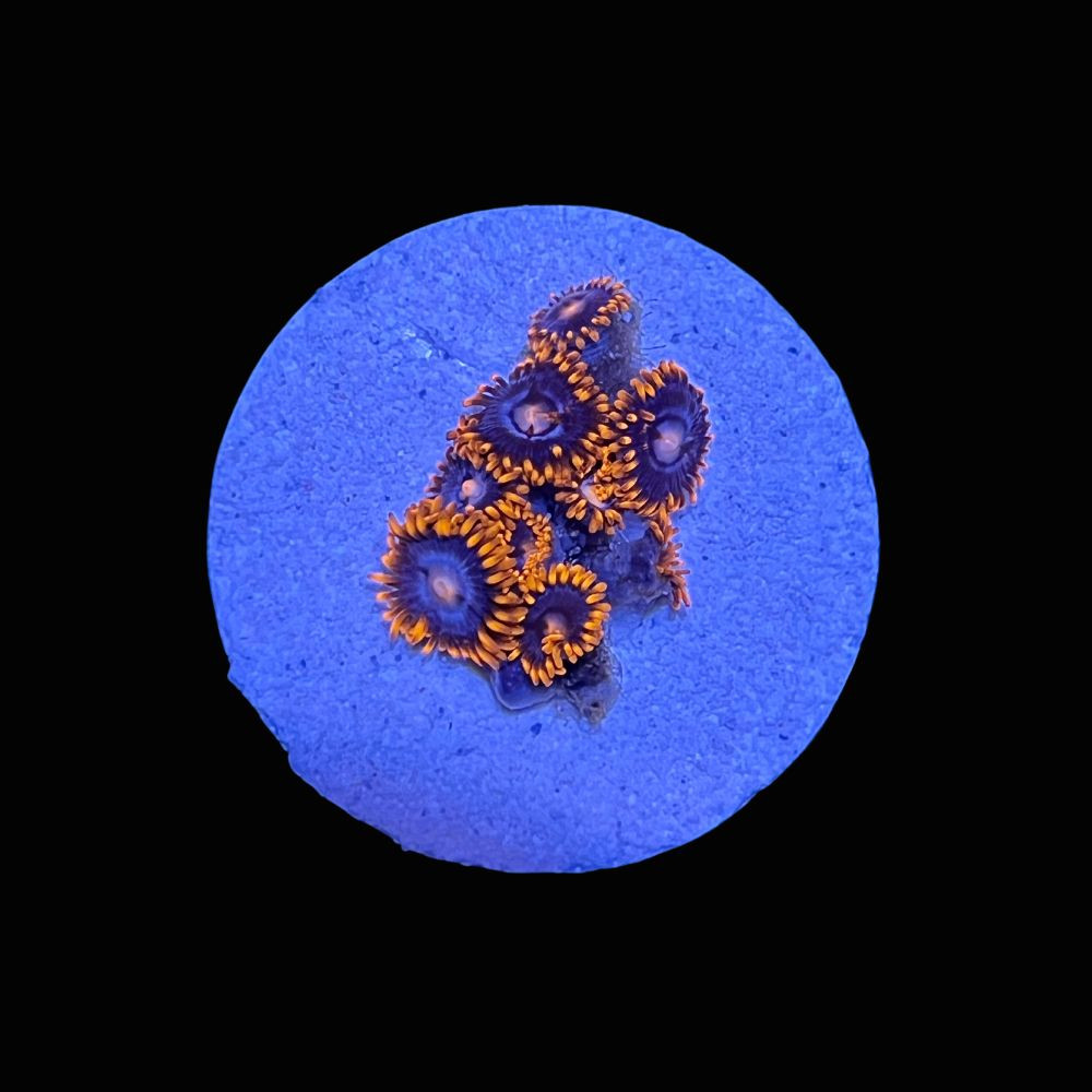 Fire and Ice Zoanthids - SAQ Coral Farm - SaltwaterAquarium.com