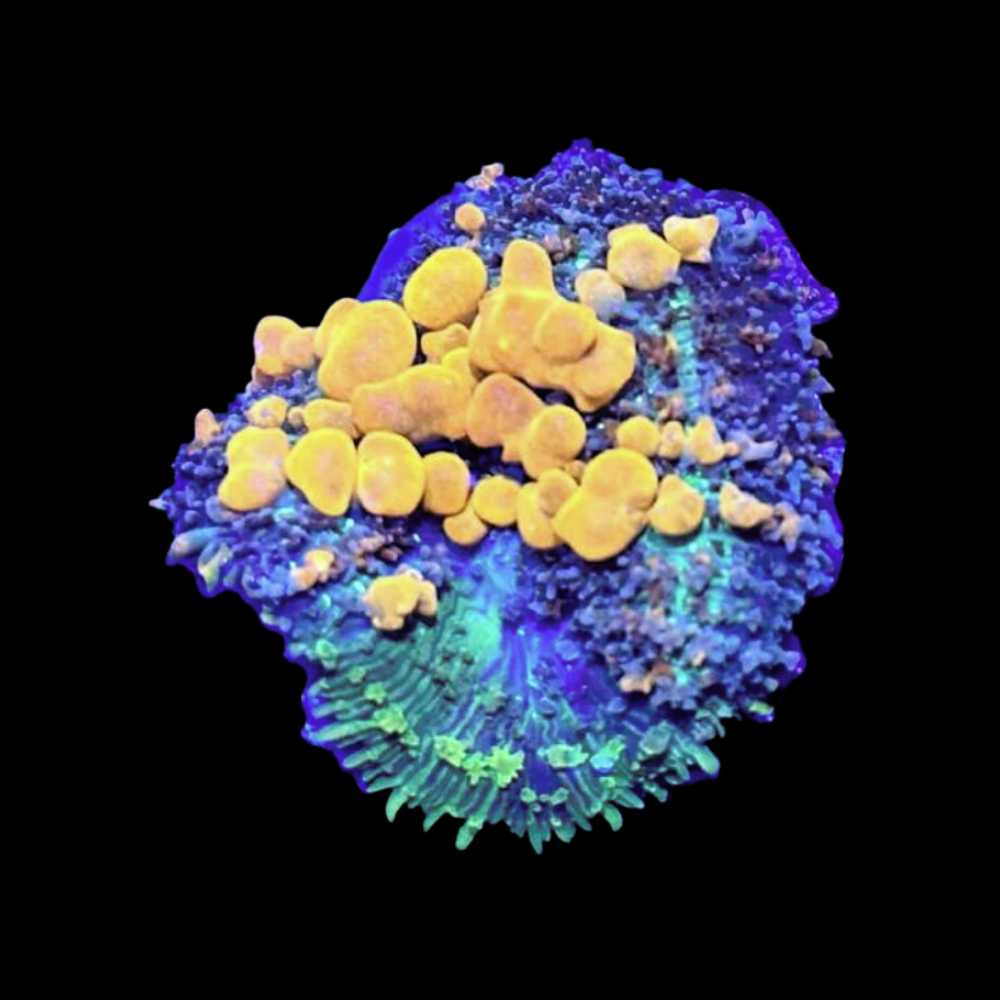 Sunkissed Bounce Mushroom Coral - SAQ Coral Farm