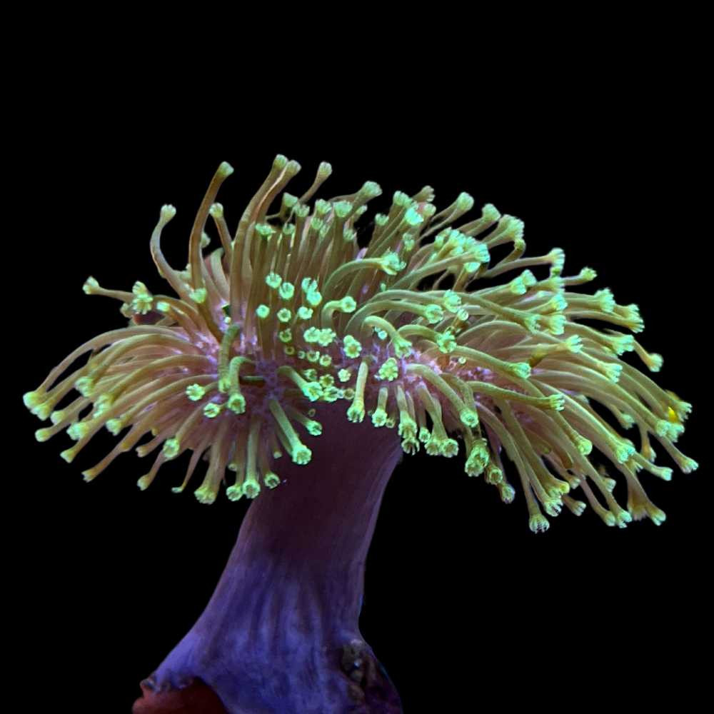 Neon Green Toadstool Leather Coral - SAQ Coral Farm