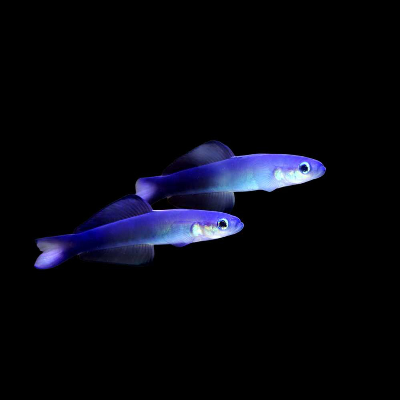 Scissortail Goby (Ptereleotris evides) - SAQ Chicago Fish