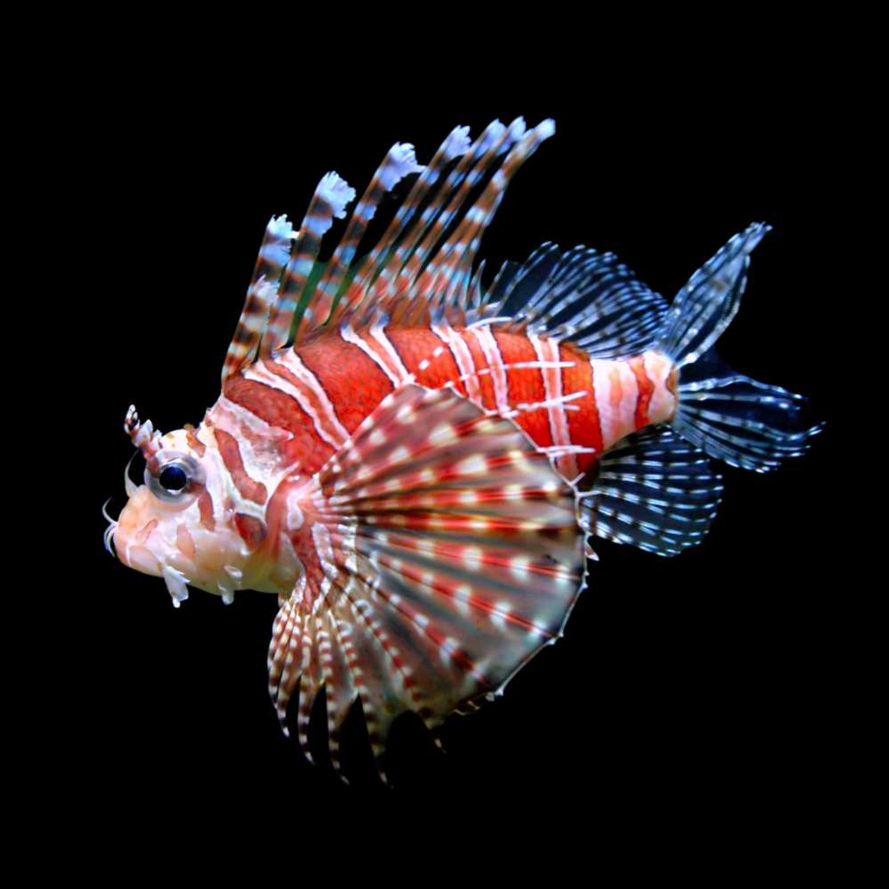 Dwarf Zebra Lionfish (Dendrochirus Zebra) - SAQ Chicago Fish