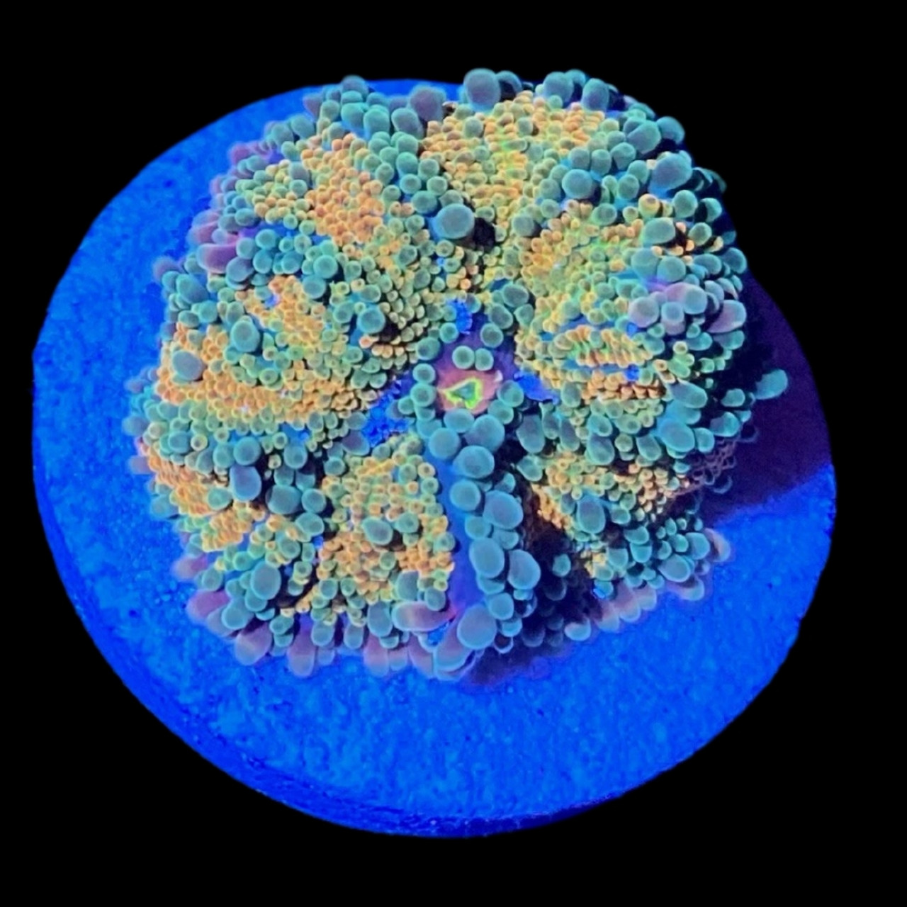 Rainbow Yuma Mushroom Coral - SAQ Coral Farm