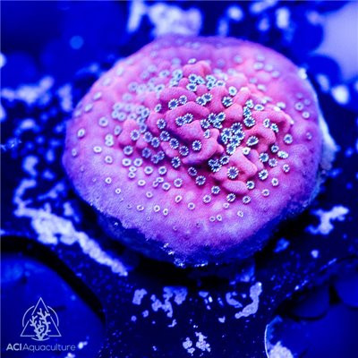 ACI Cultured Dragon Fruit Montipora (3/4