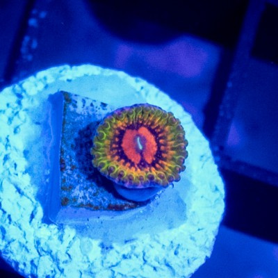 あ*か様 nitraid crazy savanna ACI Cultured Grand Master Krakatoa Zoanthid - SAQ Coral Farm