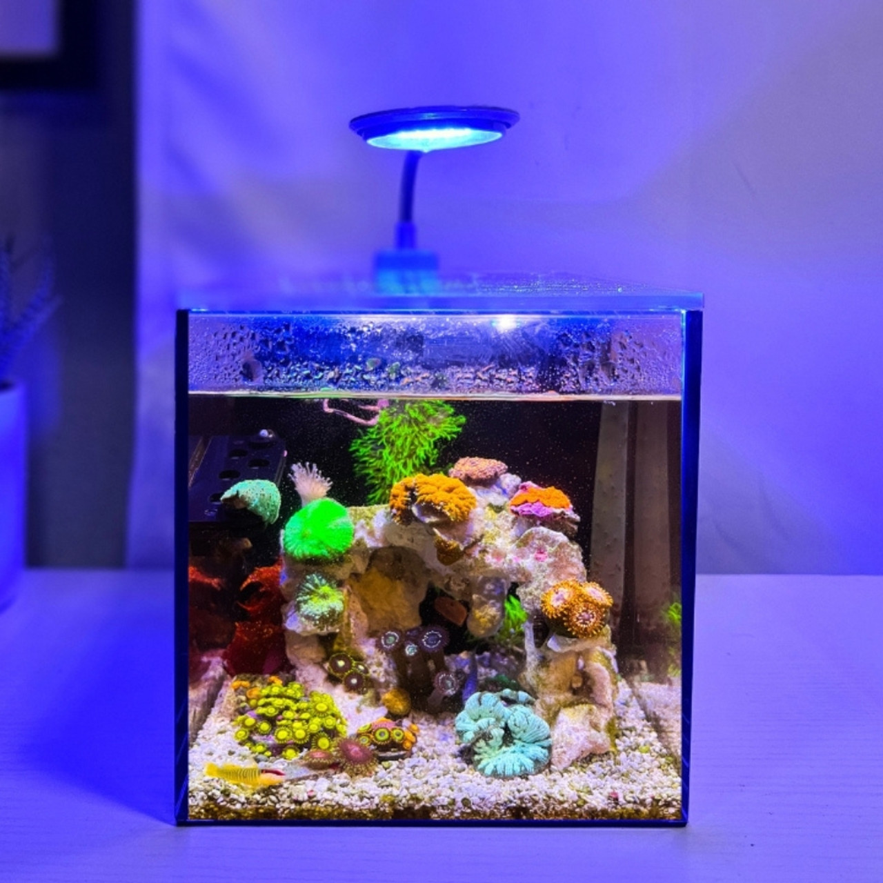 Pnw Custom | Small in One 1 Gallon Desktop Aquarium (Black) - Customs Saltwater
