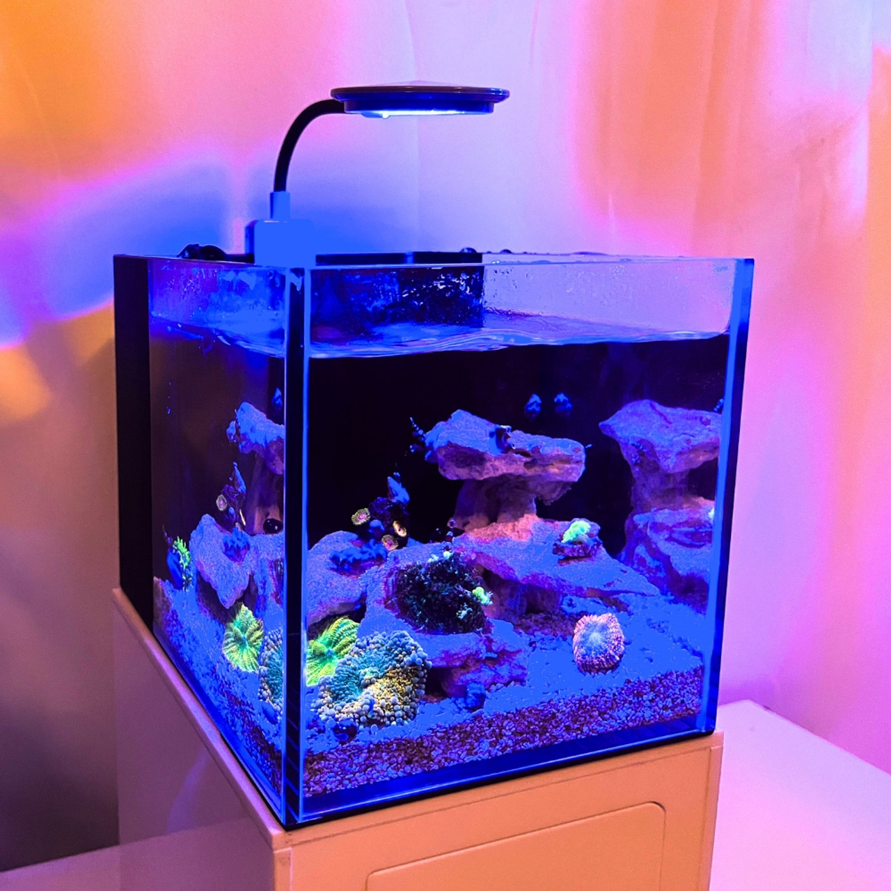 Custom, LED and Acrylic marine fish tank protein skimmer Aquariums 