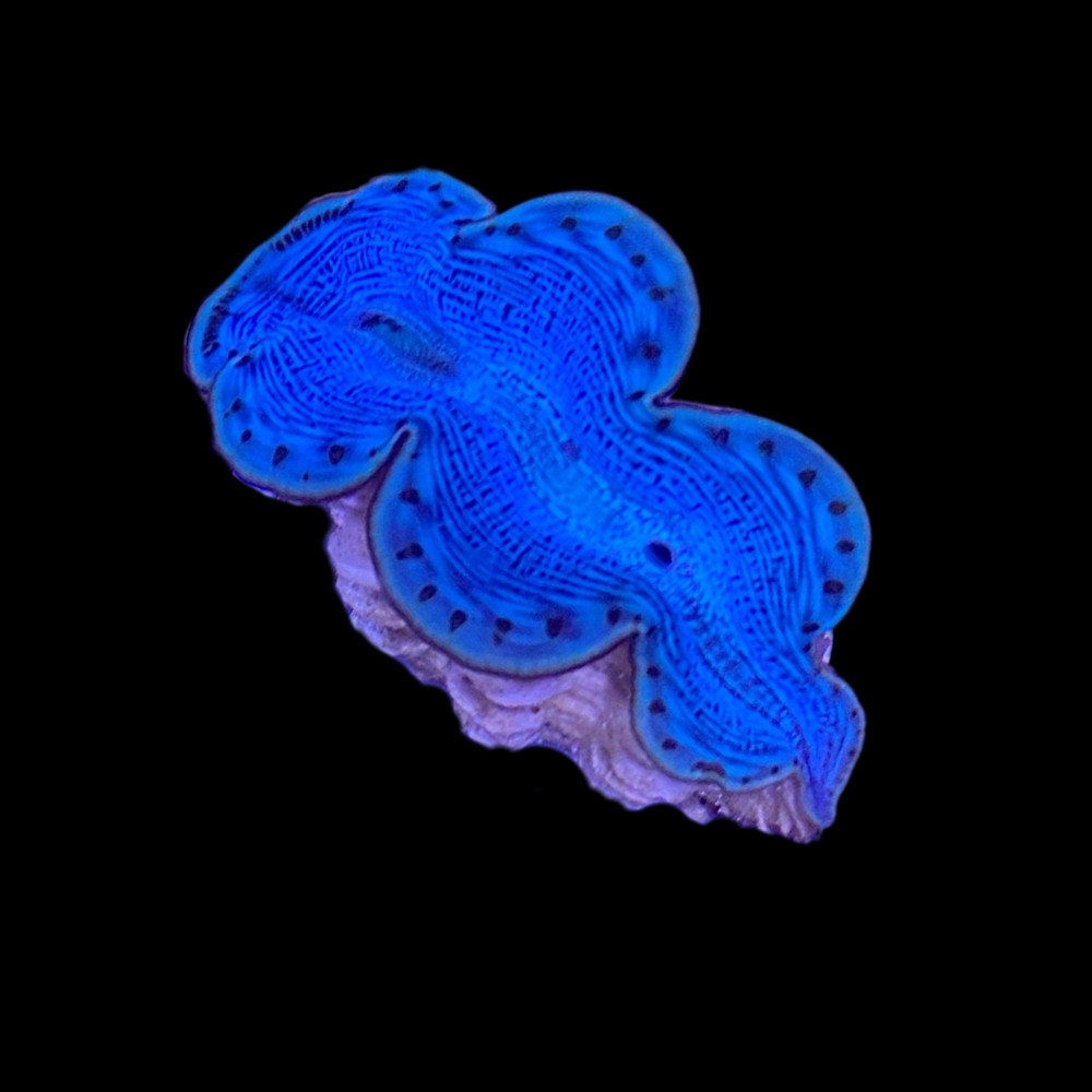 VALIEM MONSTER MOUTH SLIME Aqua Blue 鉢 VALIEM MONSTER MOUTH SLIME （GLUTTONY） 【公式通販】