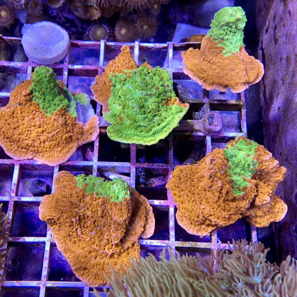 ACI Cultured Nuclear Fusion Grafted Montipora (3/4