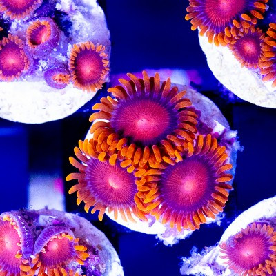 ACI Cultured Orange Bam Bam Zoanthids - SAQ Coral Farm