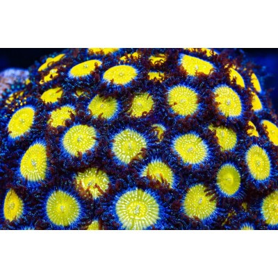 イッタラ　ロザリンダ　エッグ TSA Frozen Apple Zoanthids - SAQ Coral Farm - SaltwaterAquarium.com