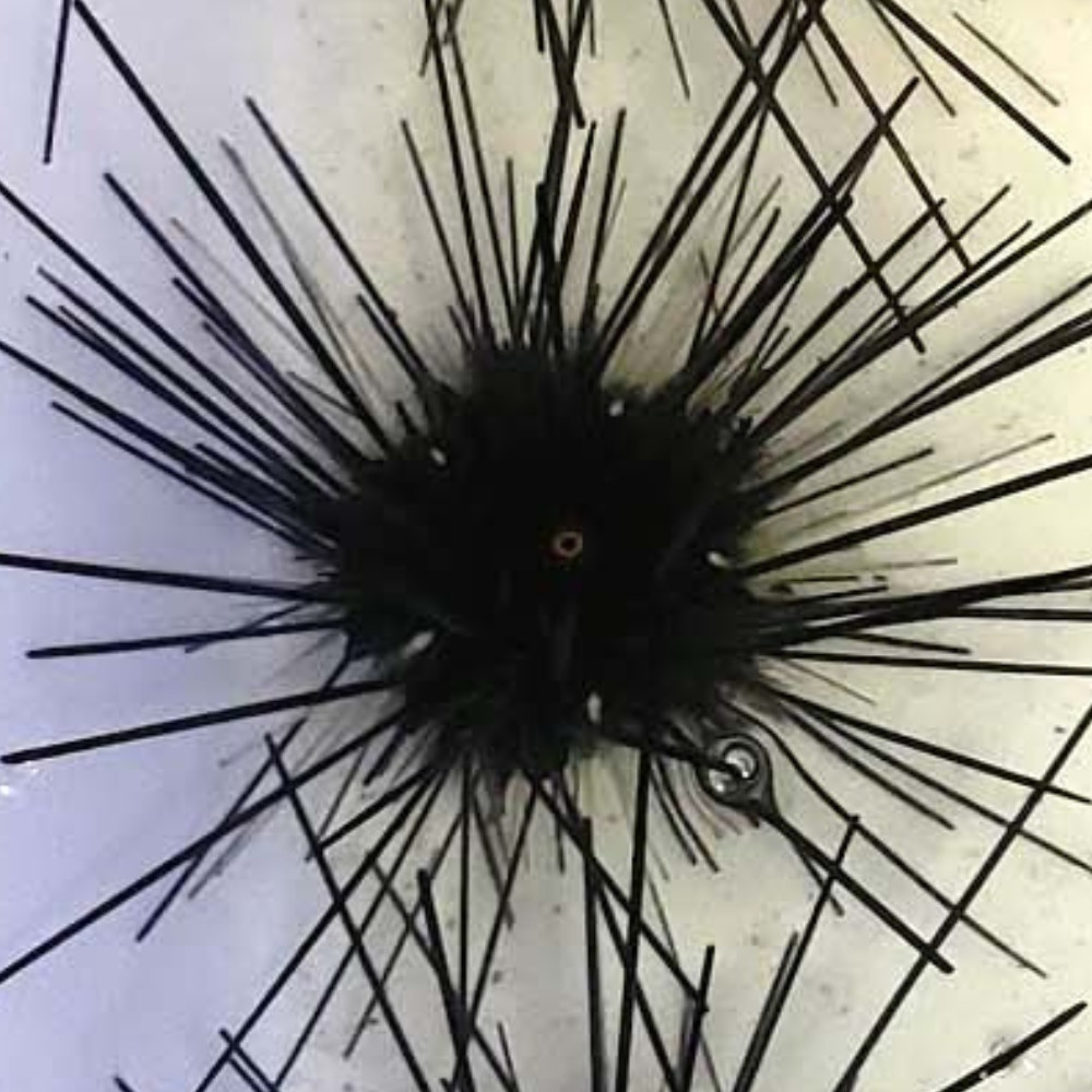 Black Long Spine Sea Urchin - Cleanup Crew - SaltwaterAquarium.com