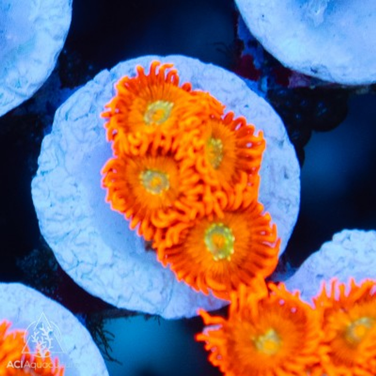 ACI Lorax Zoanthids - SAQ Coral Farm - SaltwaterAquarium.com