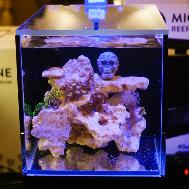 Glass Small-In-One XL 5 Gallon Desktop Aquarium - PNW Custom