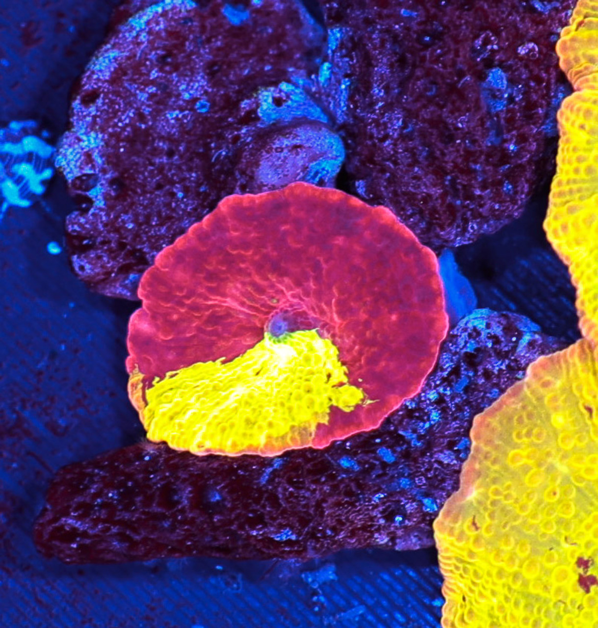 Jawbreaker Discosoma Mushroom WYSIWYG A8 - SAQ Coral Farm