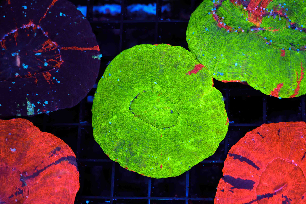 Bleeding Apple Scoly WYSIWYG - SAQ Coral Farm - SaltwaterAquarium.com