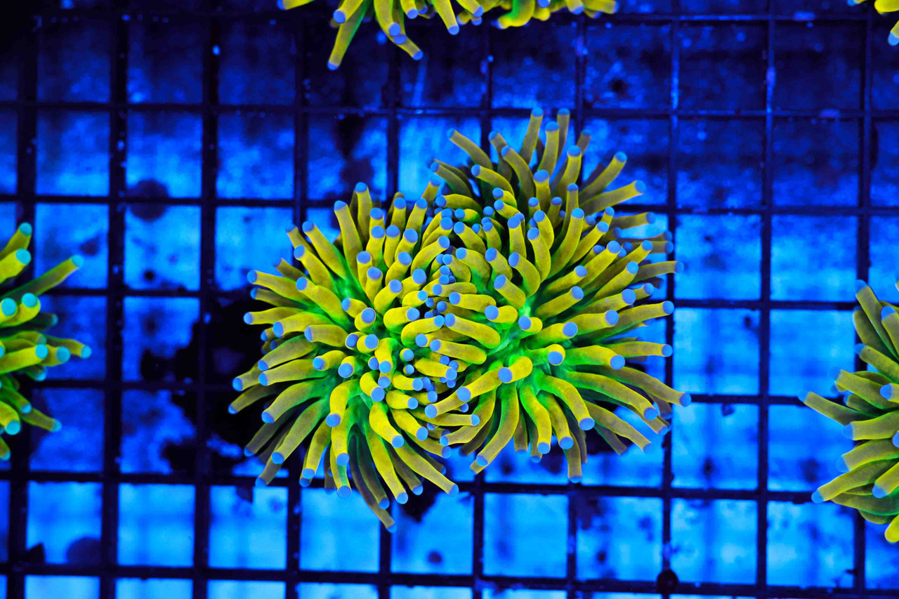 Ultra Banana Torch Coral 1 - 2 Heads - SAQ Coral Farm
