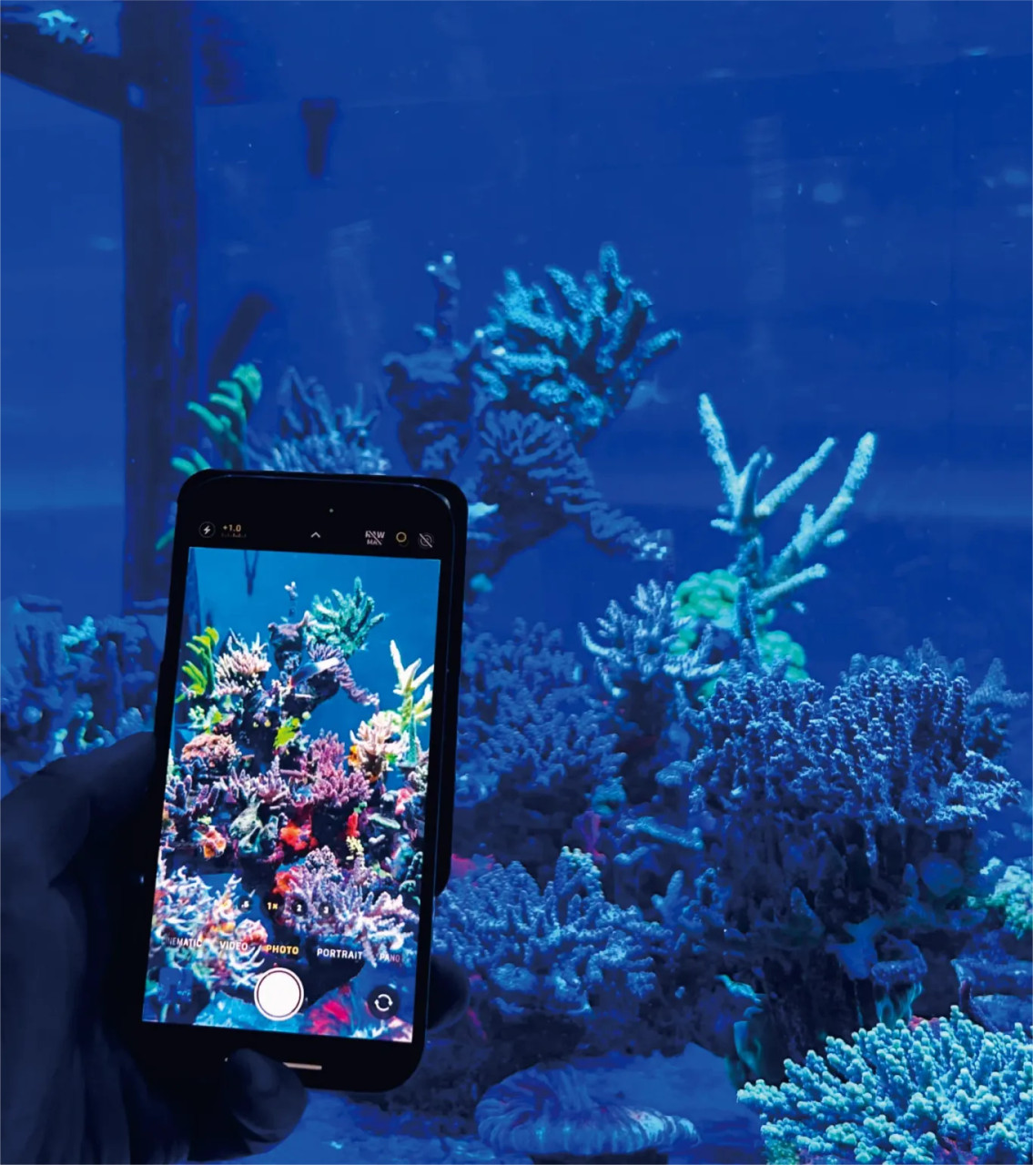 Truereef Aquarium Coral Magsafe Photo Lens (Sunset Boulevard) 500
