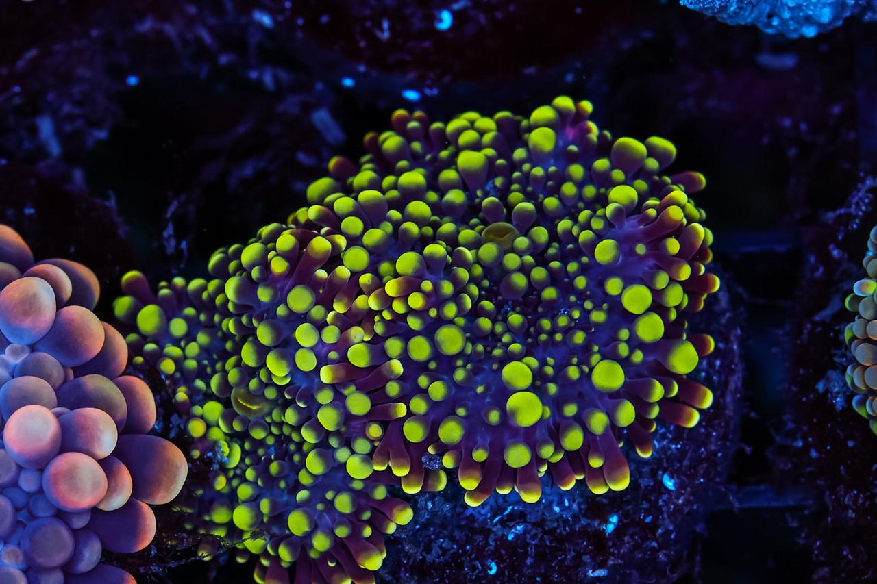 Shrek Green Yuma Mushroom WYSIWYG - SAQ Coral Farm
